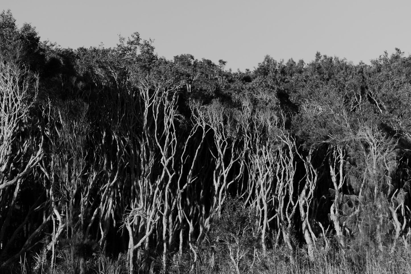 Island