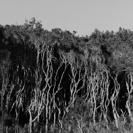 Black and white landscape art print